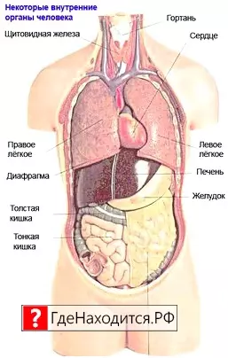 Где Находится Печень У Человека Фото